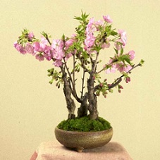 大人気の盆栽 旭山桜の育て方 花見シーズン 旭山桜 盆栽を家で楽しもう 通販ショップのご紹介